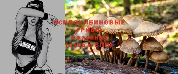сатива Аркадак